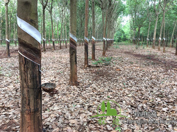 海南橡膠與泰國橡膠哪個(gè)比較好？